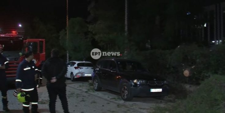 Έπεσε δέντρο στον Χολαργό