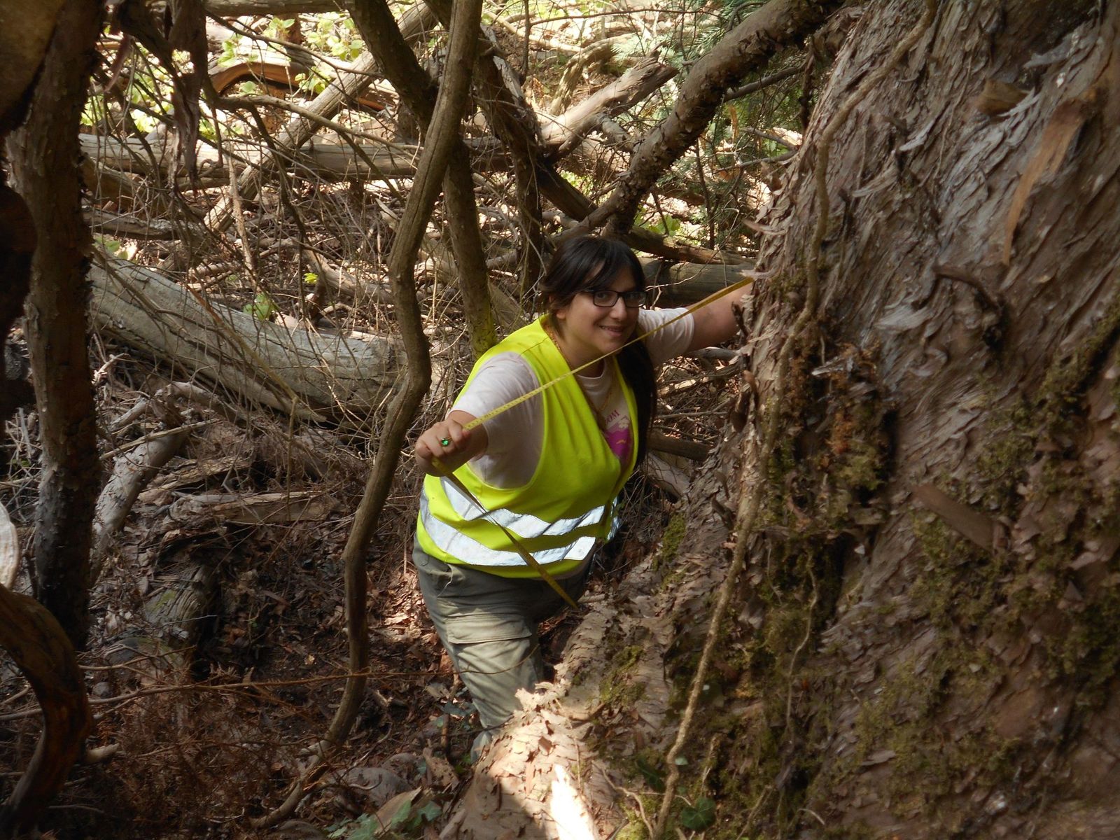 Δέντρο στέκει αγέρωχο στο Μπέλλες από τη Βυζαντινή Αυτοκρατορία