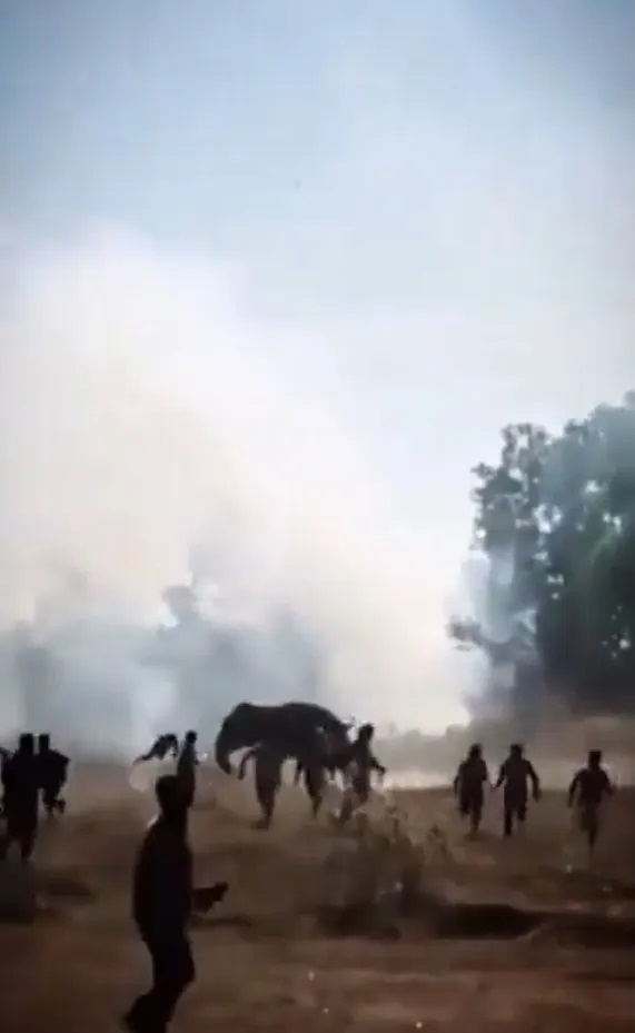 Ινδία, Ελέφαντας