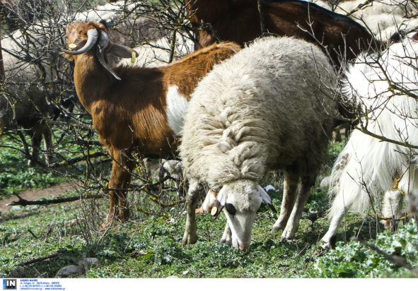 ευλογιά των αιγοπροβάτων