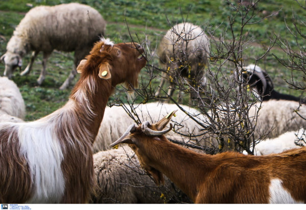 ευλογιά των αιγοπροβάτων