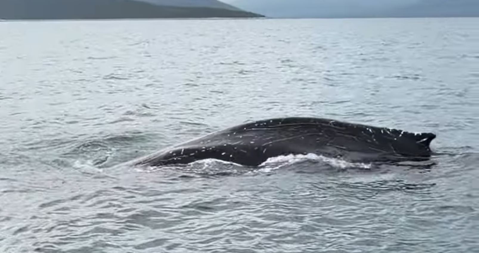 Φάλαινα, Παγασητικός Κόλπος