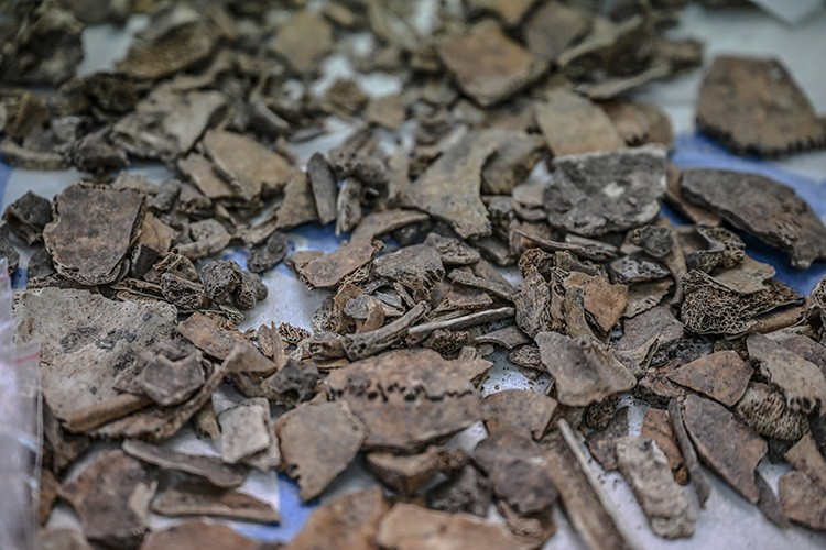 Η έρευνα του DNA είναι σε εξέλιξη και αναμένεται να συνεχιστεί για αρκετά χρόνια, με τα συνολικά αποτελέσματα να προγραμματίζονται για δημοσίευση μεταξύ 2026 και 2027. Φωτογραφία: AA