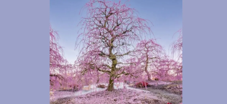 οπτική ψευδαίσθηση