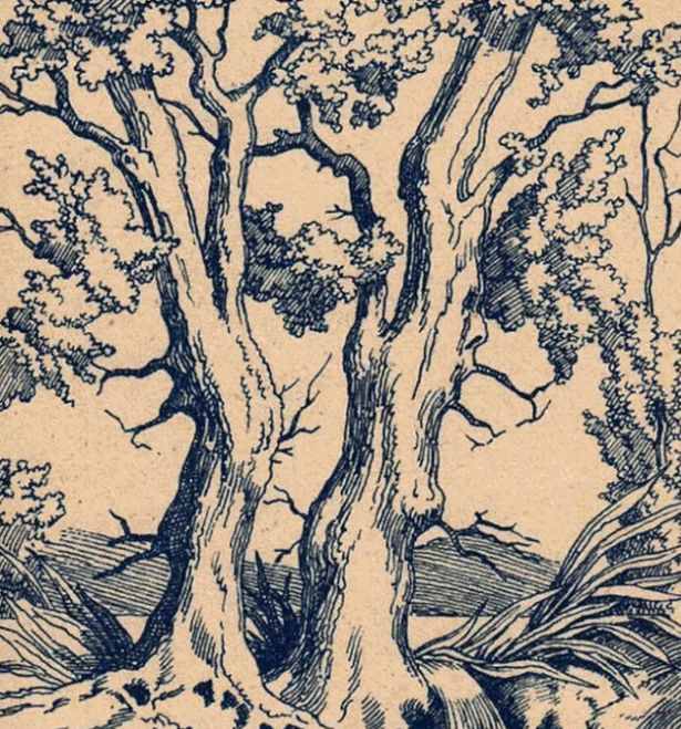 Οπτική ψευδαίσθηση, πρόσωπα 