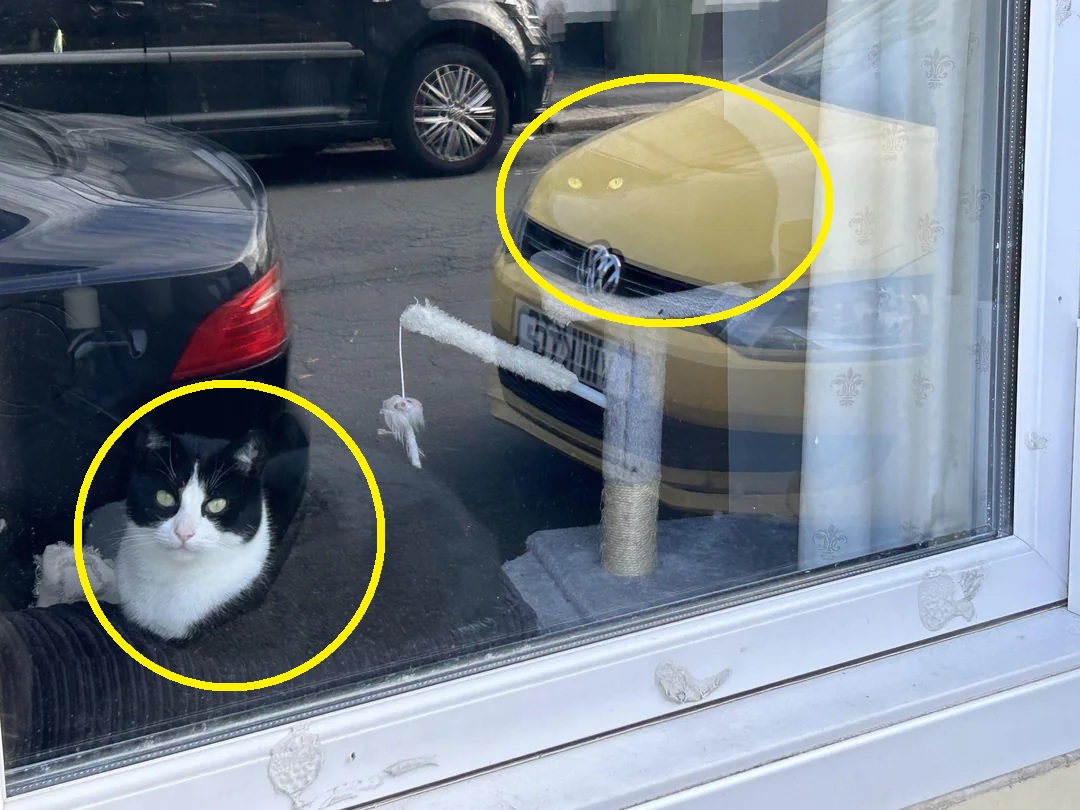 Οπτική ψευδαίσθηση, γάτα