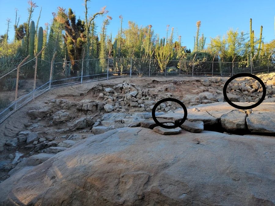 Οπτική ψευδαίσθηση, κατσίκες