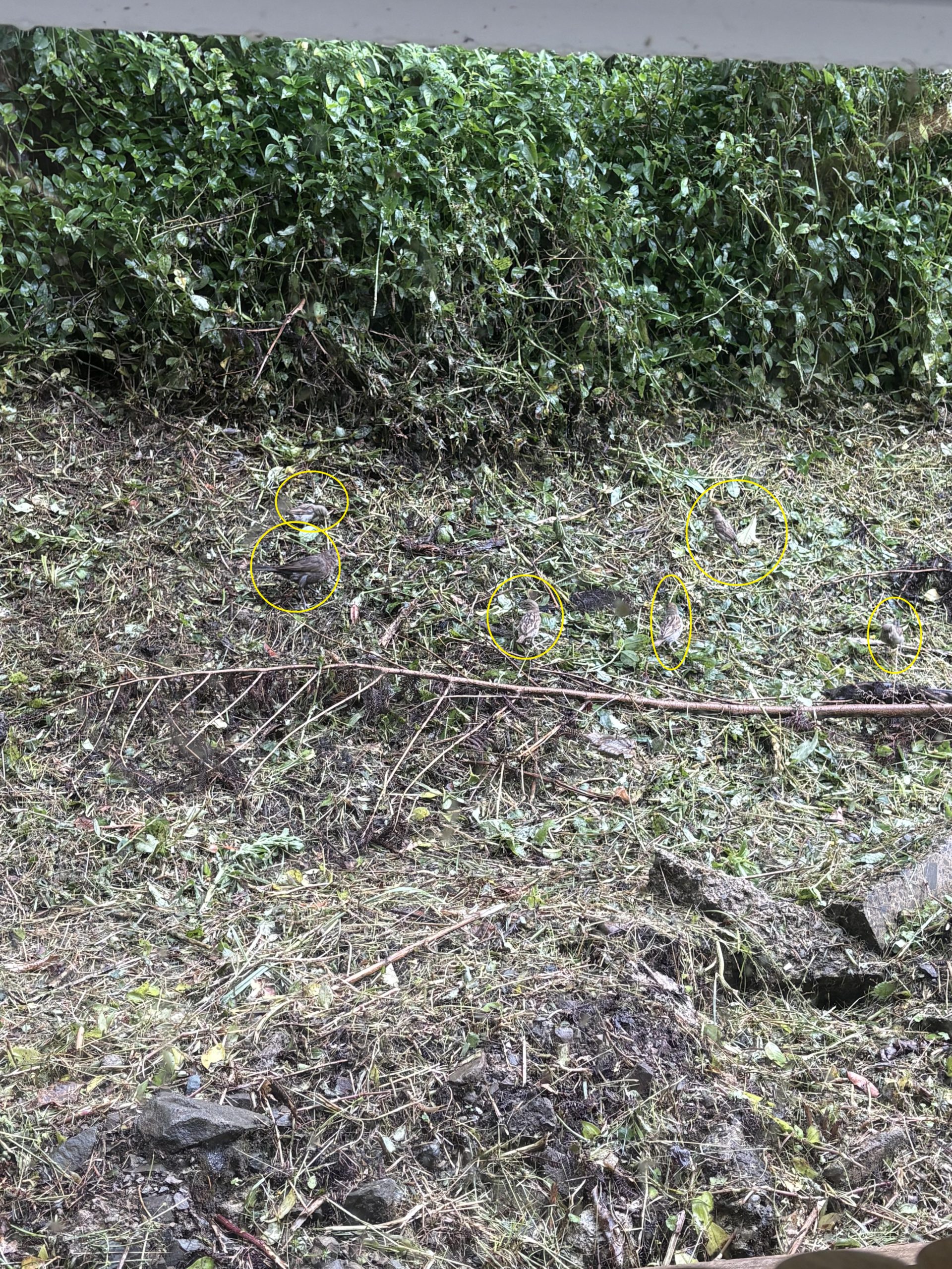 Οπτική ψευδαίσθηση, πουλάκια