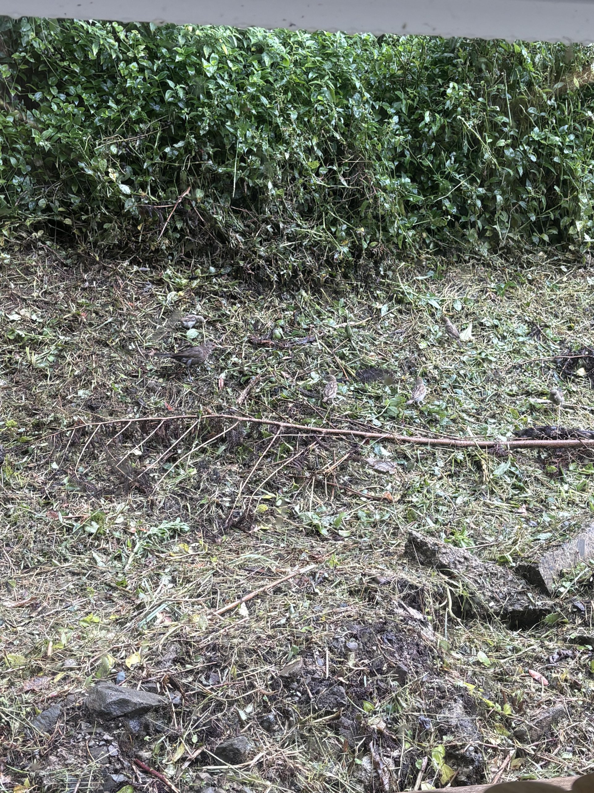 Οπτική ψευδαίσθηση, πουλάκια