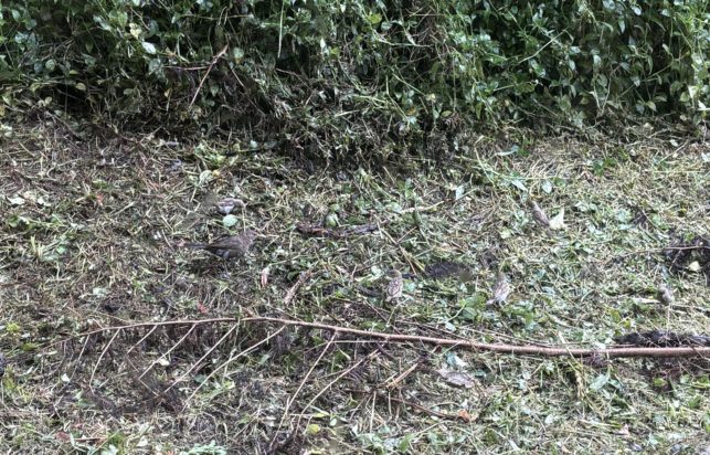 Οπτική ψευδαίσθηση, πουλάκια