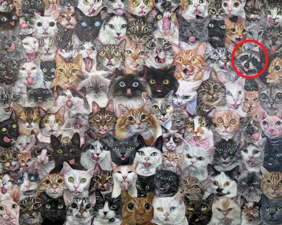 Οπτική ψευδαίσθηση, ρακούν