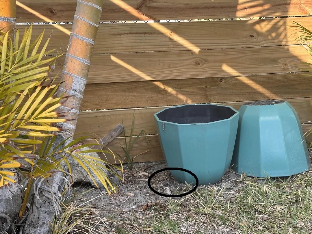 Οπτική ψευδαίσθηση, σαύρα