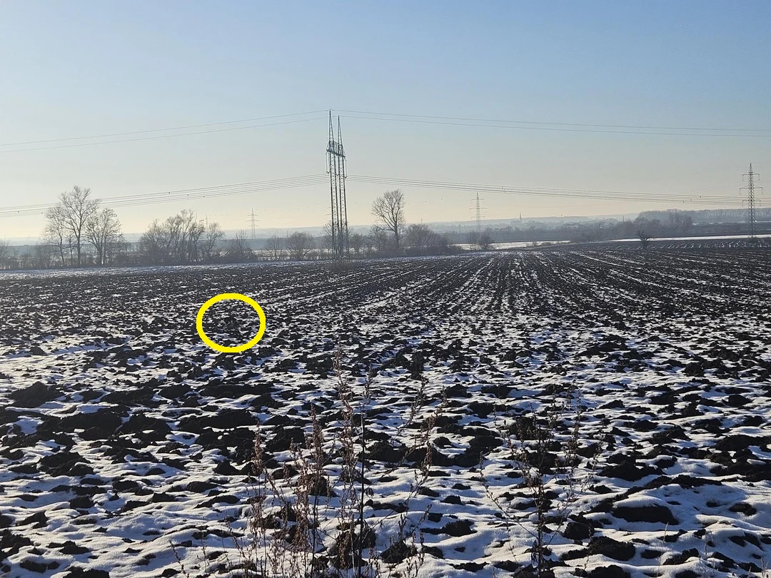 Οπτική ψευδαίσθηση, σκύλος