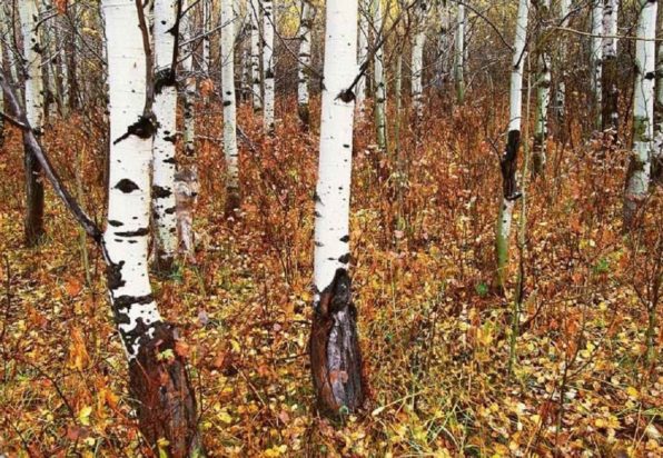 Οπτική ψευδαίσθηση, ζώο