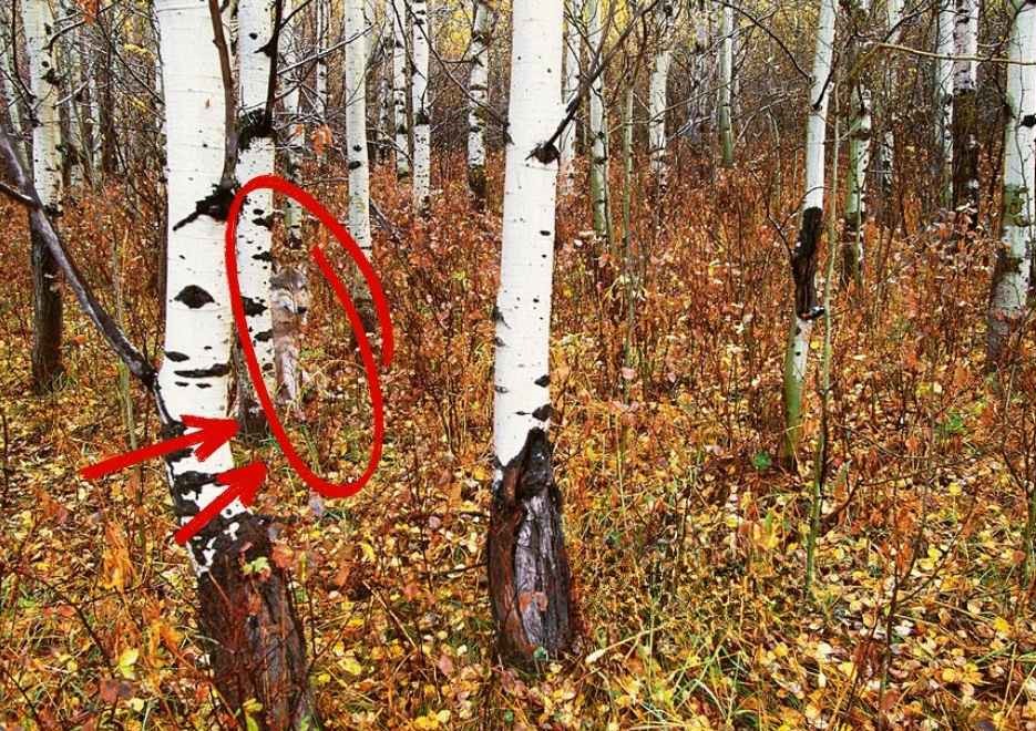 Οπτική ψευδαίσθηση, ζώο