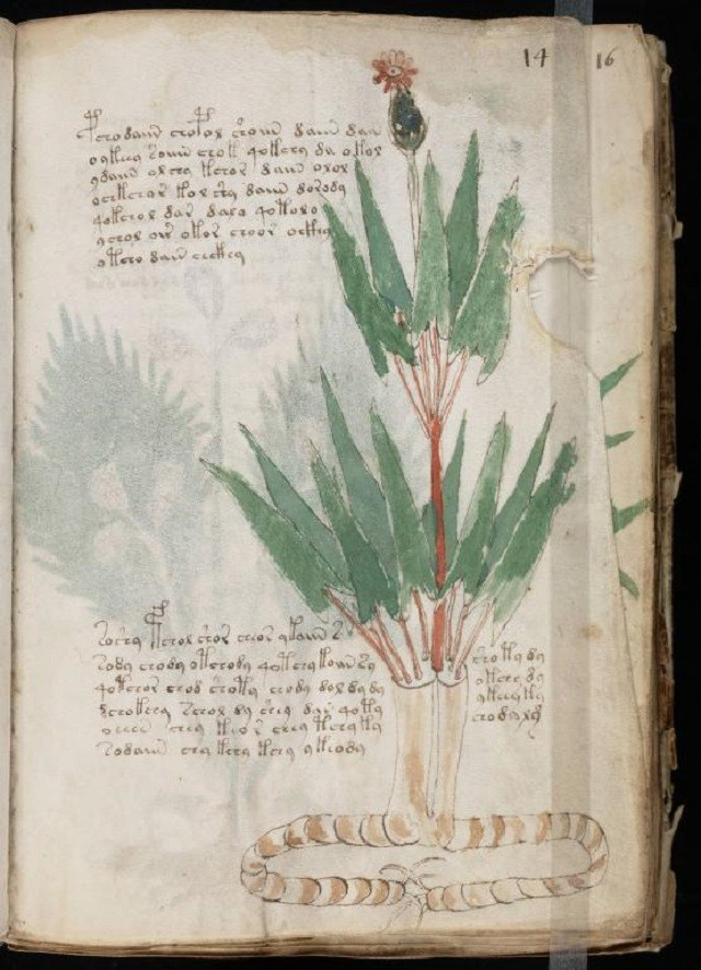 Ένα τμήμα του περίφημου Χειρογράφου Βόινιτς. Οι πλήρεις πληροφορίες που μεταφέρονται σε αυτό το τμήμα του κειμένου, όπως και στο ευρύτερο χειρόγραφο, παραμένουν μη αποκρυπτογραφημένες. Φωτογραφία: Public Domain