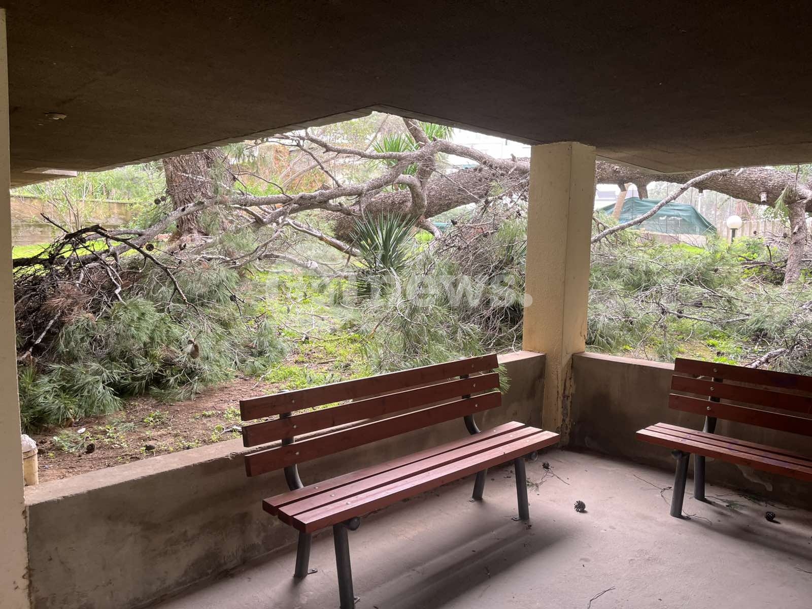 Πεύκο, Αγία Παρασκευή