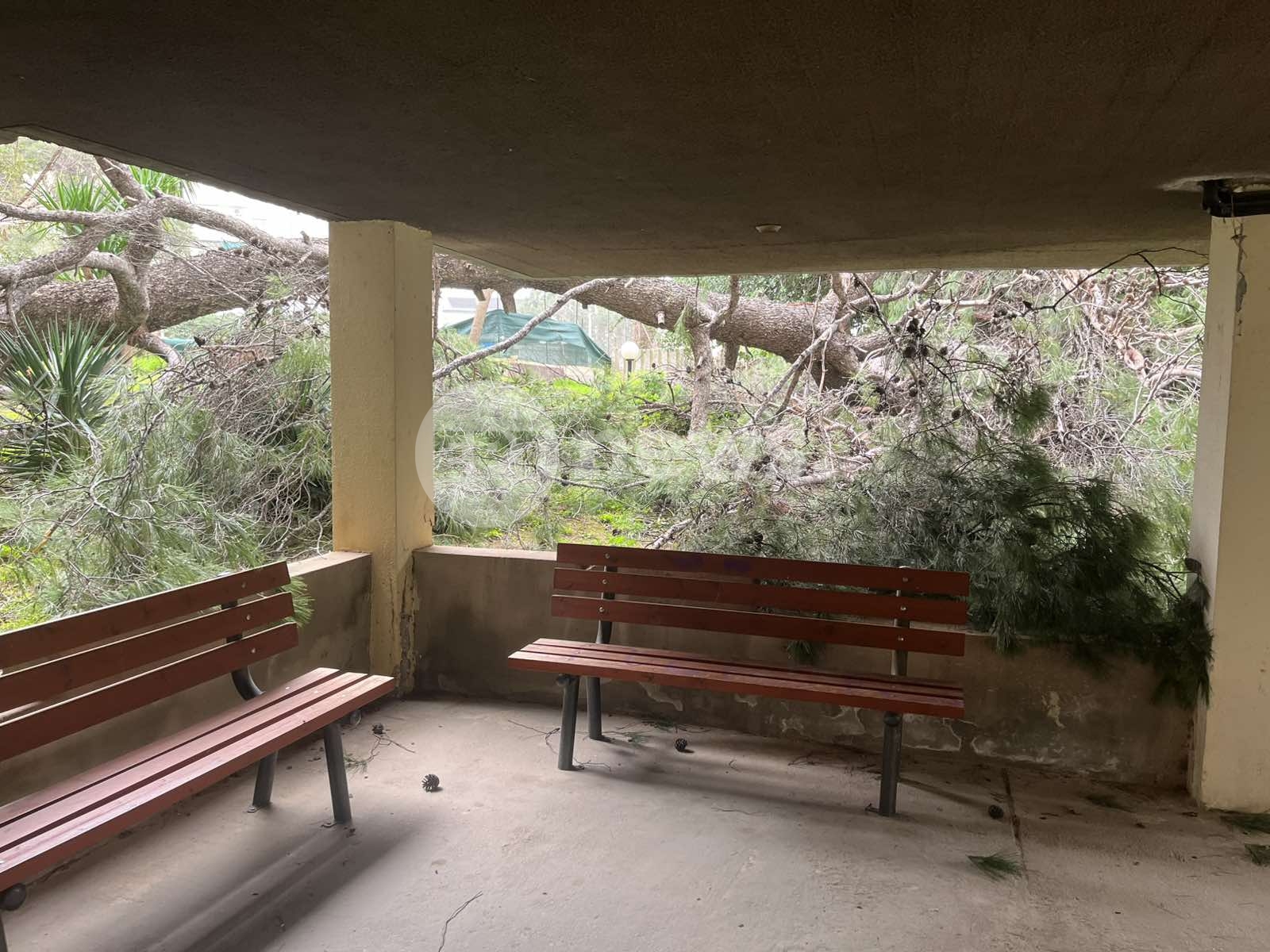 Πεύκο, Αγία Παρασκευή