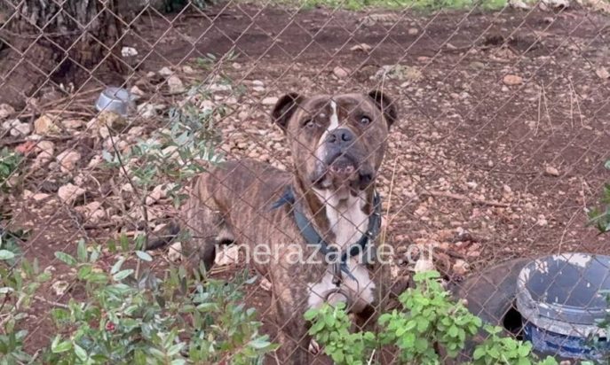 ΖΑΚΥΝΘΟΣ ΠΙΤ ΜΠΟΥΛ