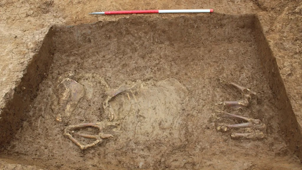 Τα κατάλοιπα ενός αλόγου βρέθηκαν σε μια τάφρο που χρονολογείται στον 1ο αιώνα π.Χ. Φωτογραφία:  BBC News