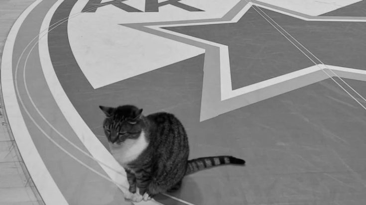 ΓΑΤΑ ΕΡΥΘΡΟΣ ΑΣΤΕΡΩΝ