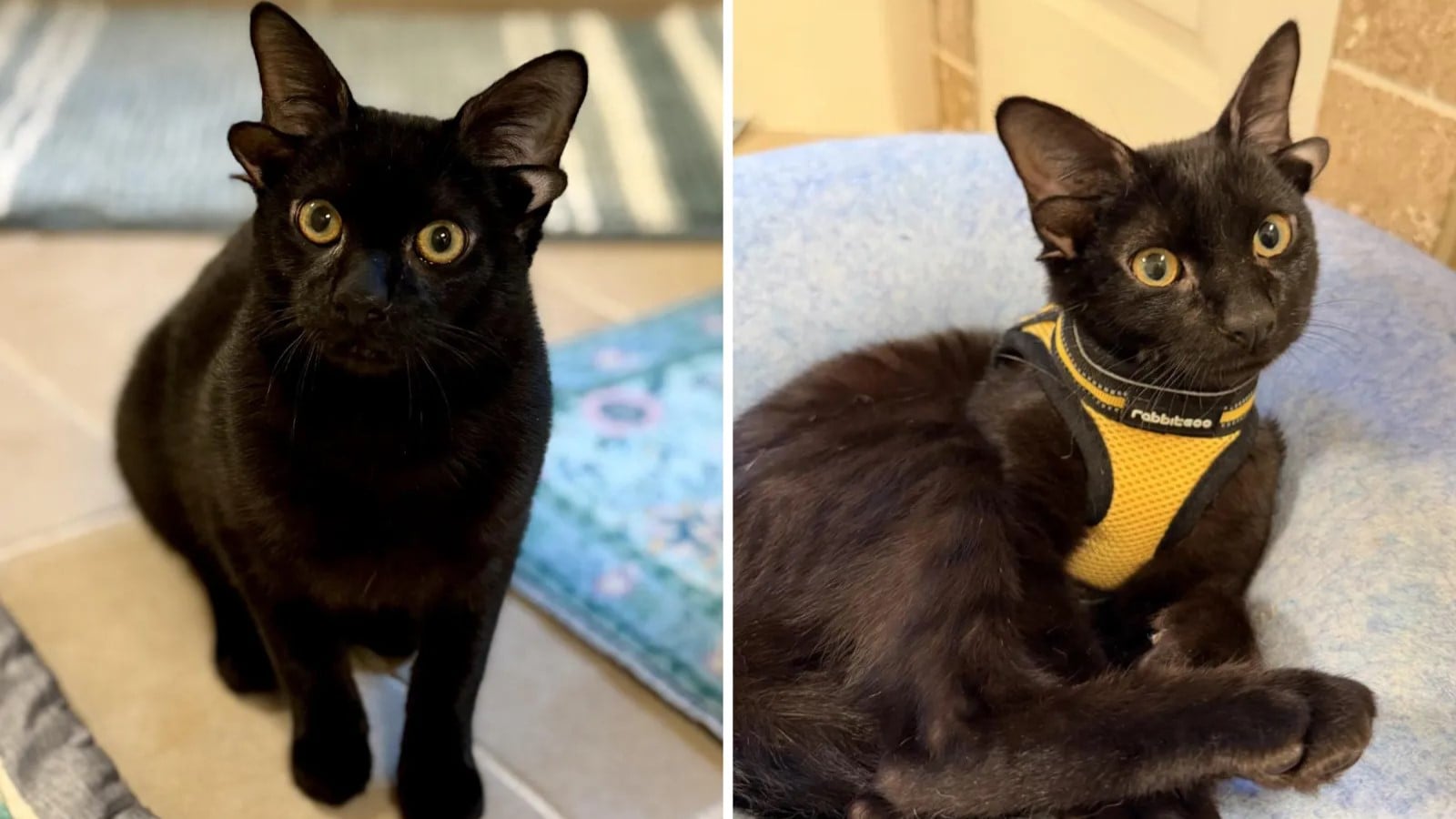 Ντόμπι γάτα γατάκι τέσσερα αυτιά