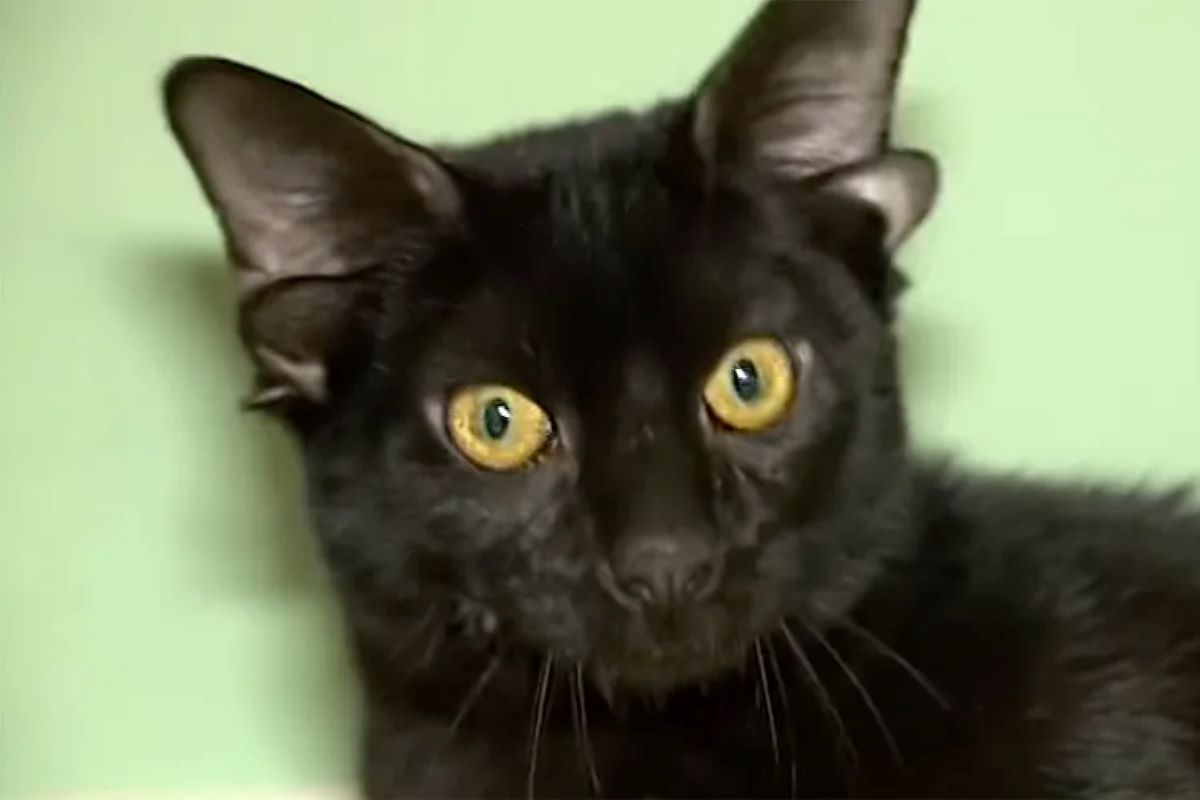 Ντόμπι γάτα γατάκι τέσσερα αυτιά