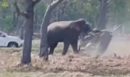 Ταϊλάνδη: Ελέφαντας επιτέθηκε στον ιδιοκτήτη του επειδή τον πίεζε να ζευγαρώσει - Δείτε το βίντεο