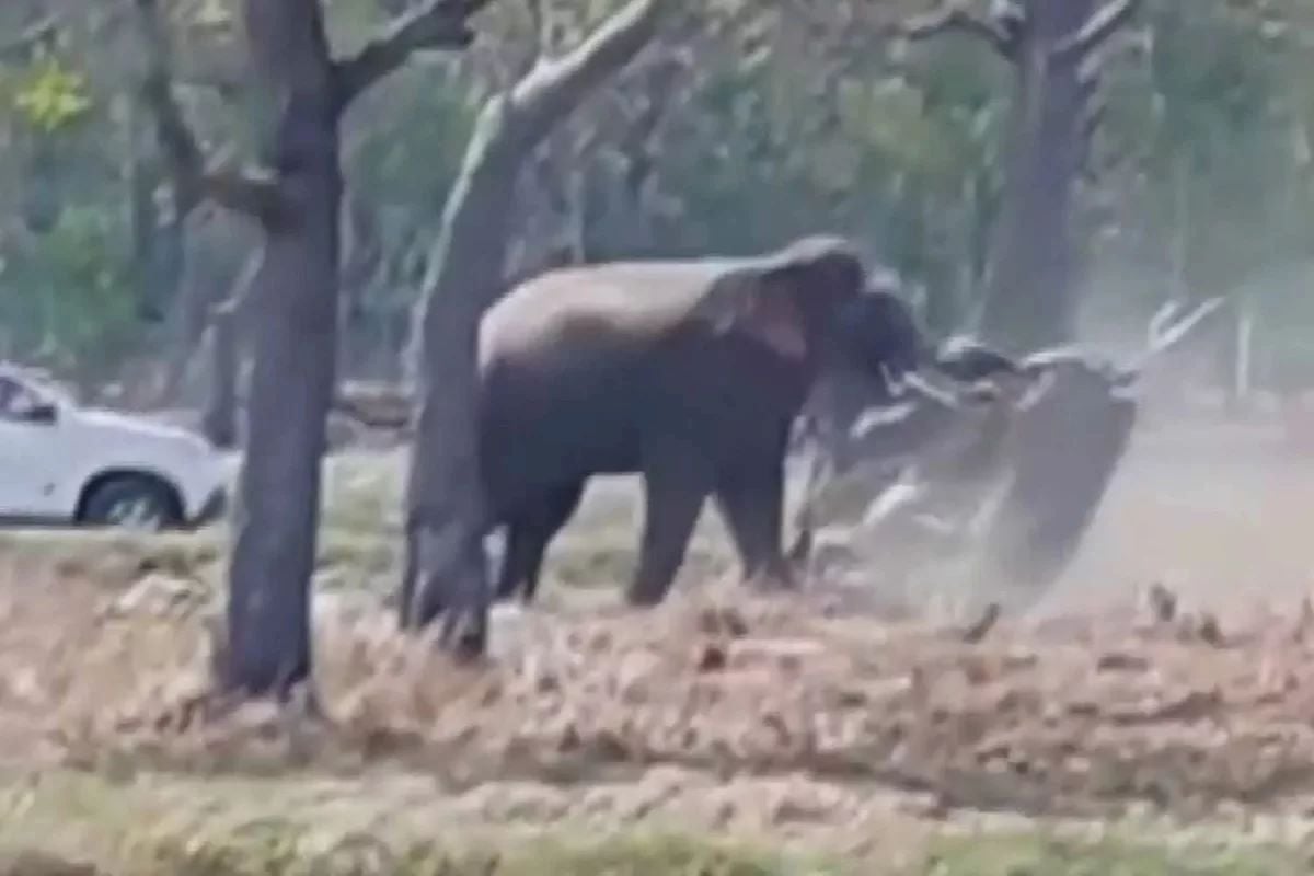 Ελέφαντας επίθεση Ταϊλάνδη