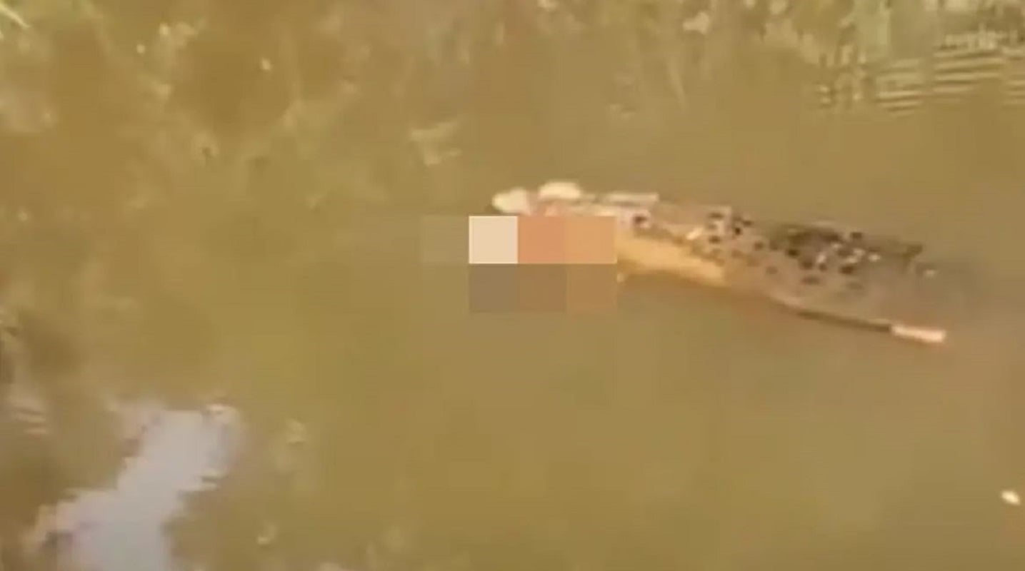 Ο κροκόδειλος με το σώμα της άτυχης γυναίκας. Πηγή: Daily Mail