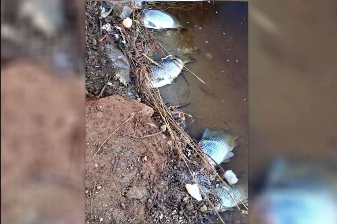 ψάρια Κρήτη