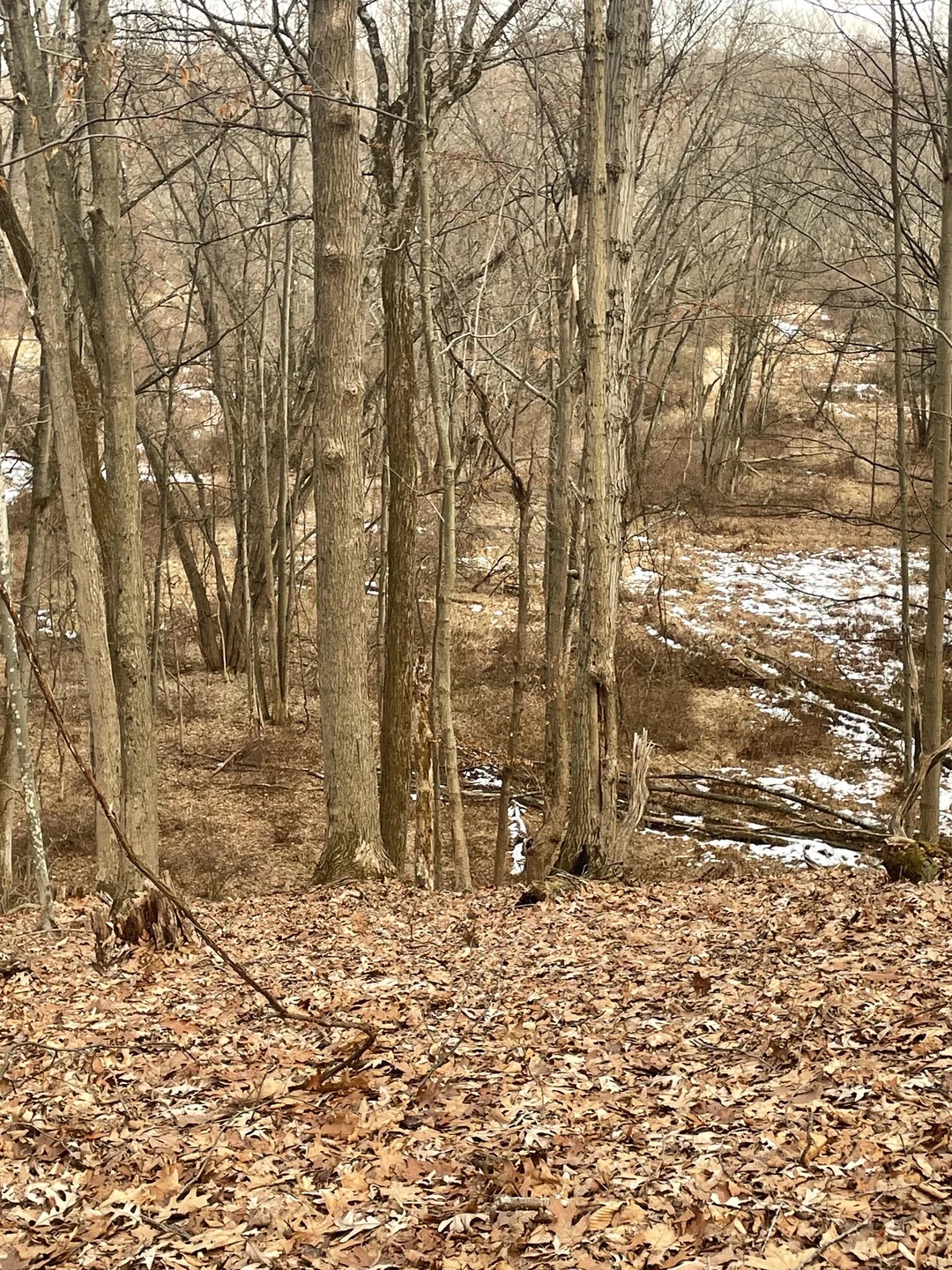 Οπτική ψευδαίσθηση, ελάφι 