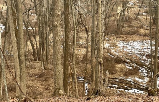 Οπτική ψευδαίσθηση, ελάφι