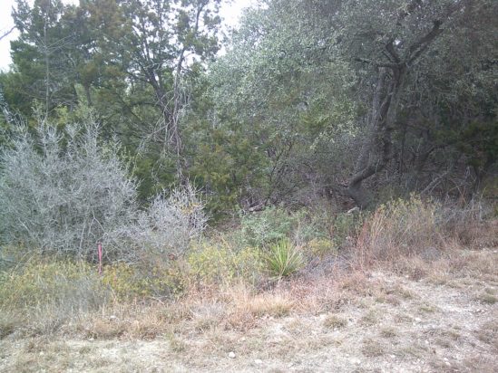 Οπτική ψευδαίσθηση, ελάφι