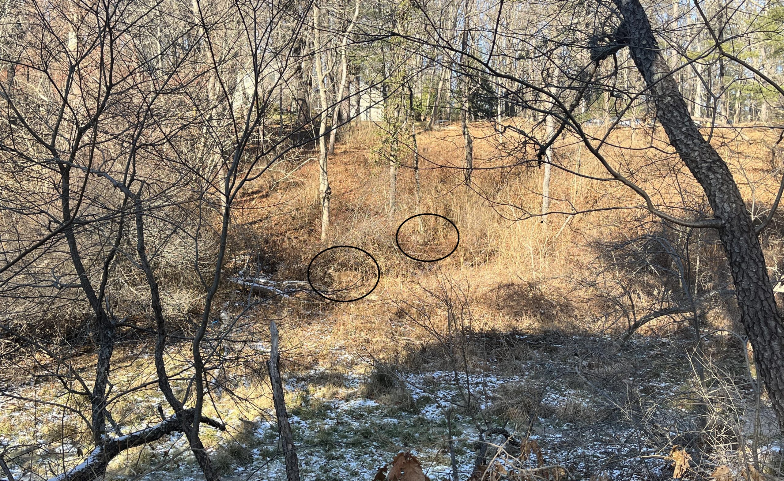 Οπτική Ψευδαίσθηση, Ελάφια