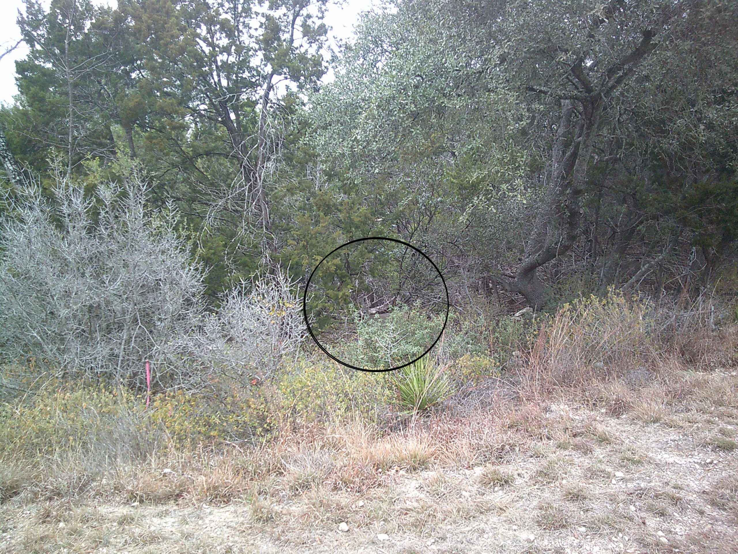 Οπτική ψευδαίσθηση, ελάφι 