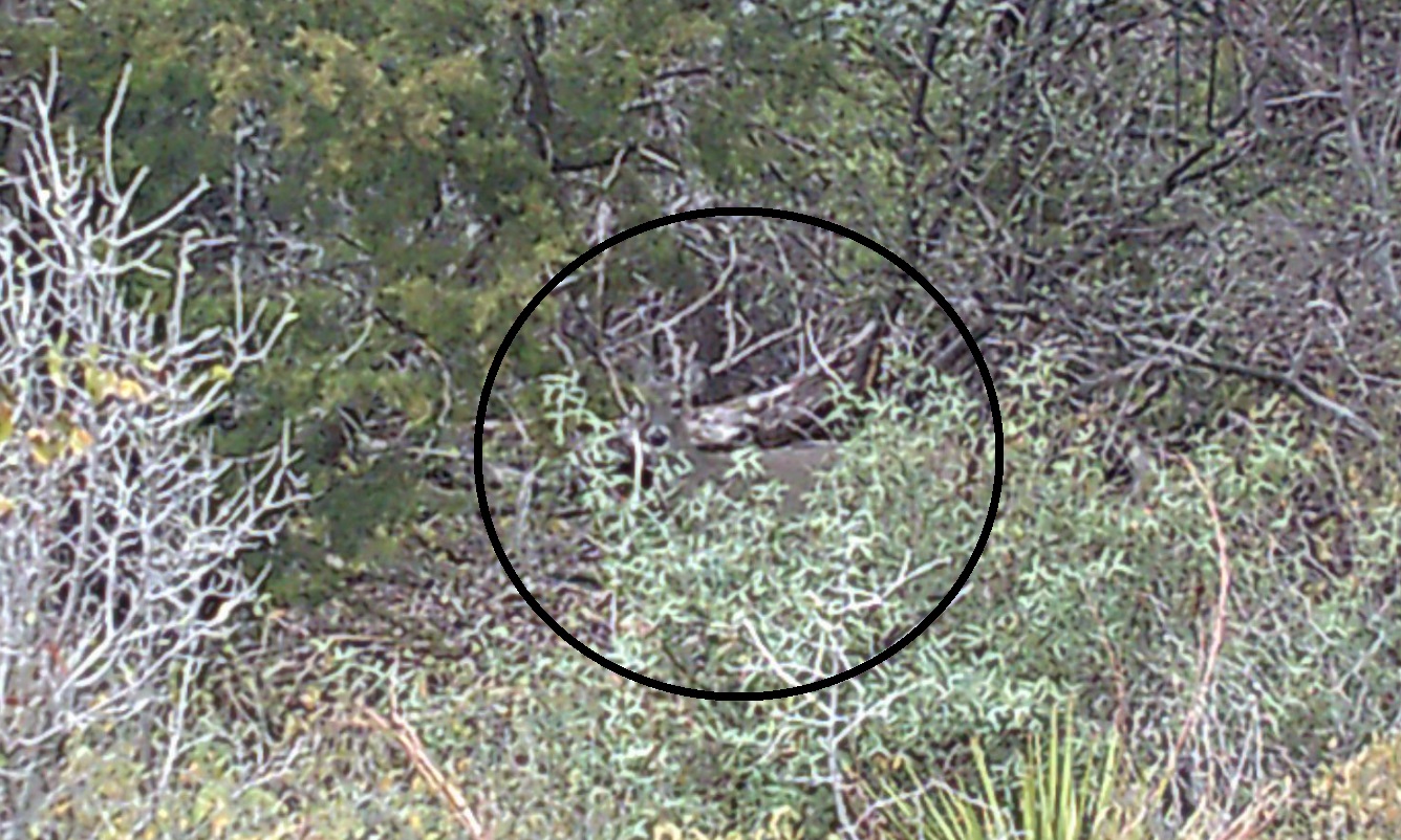 Οπτική ψευδαίσθηση, ελάφι 