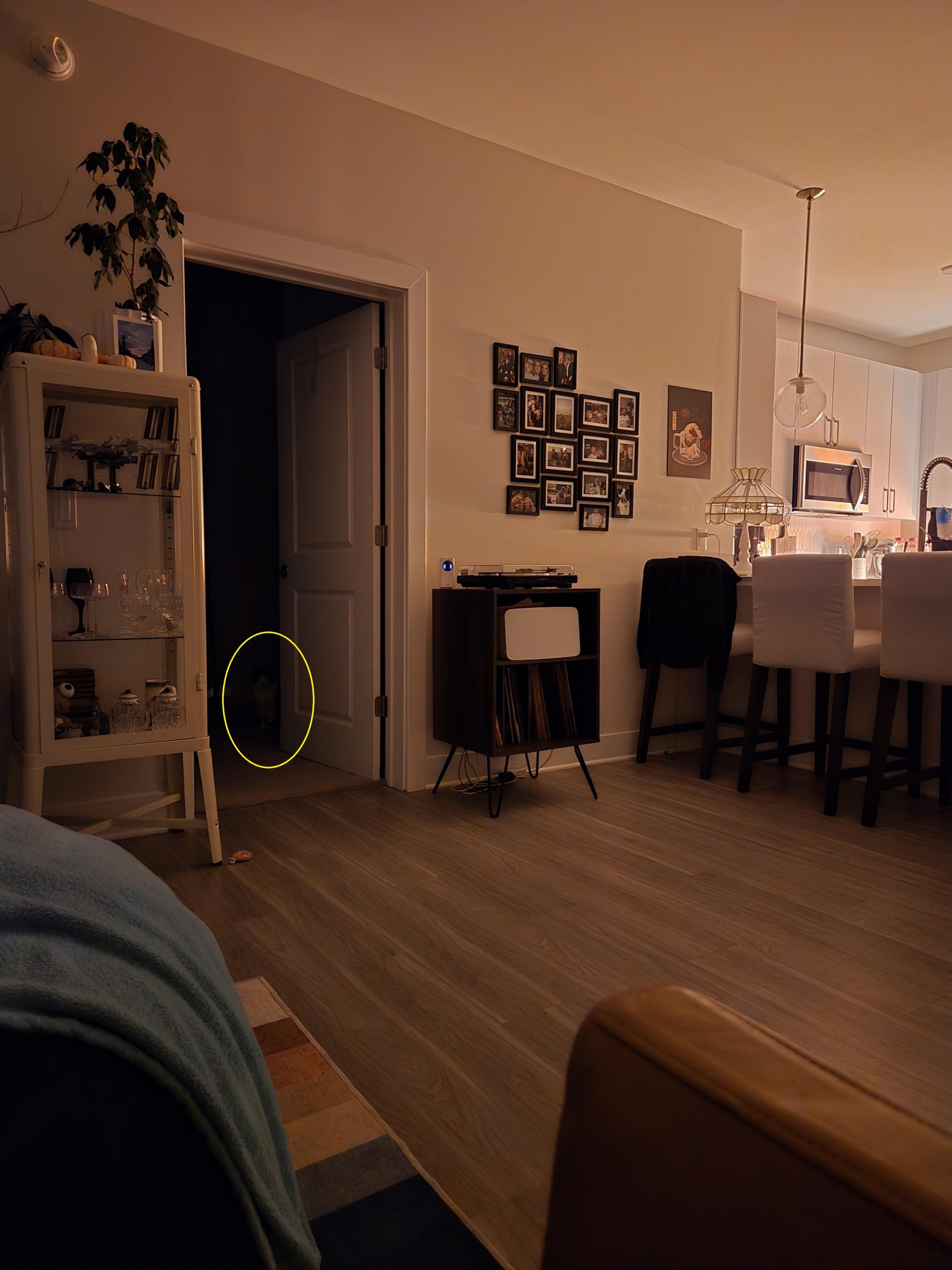 Οπτική Ψευδαίσθηση, γάτα