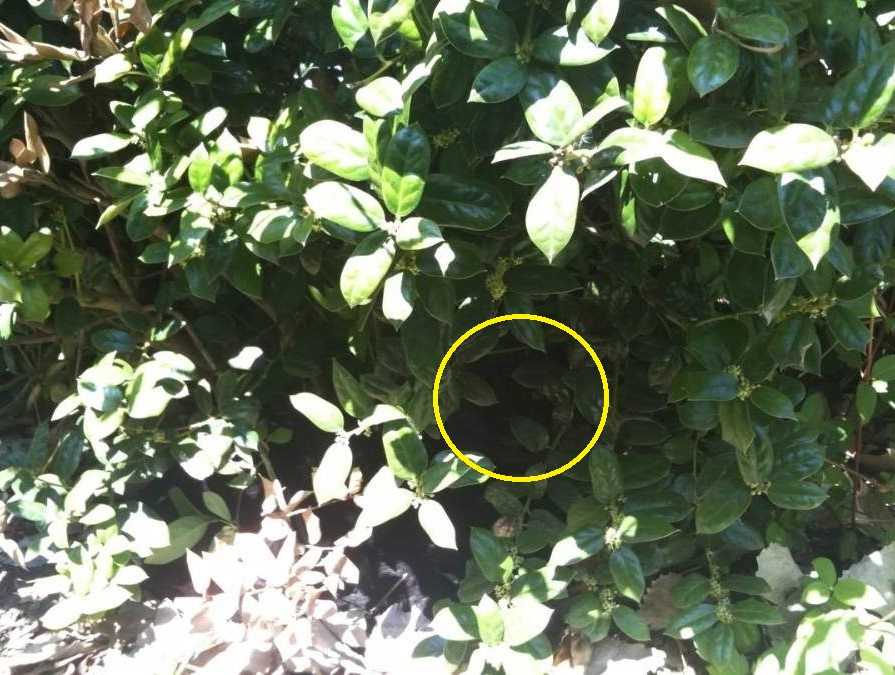 Οπτική ψευδαίσθηση, γάτα