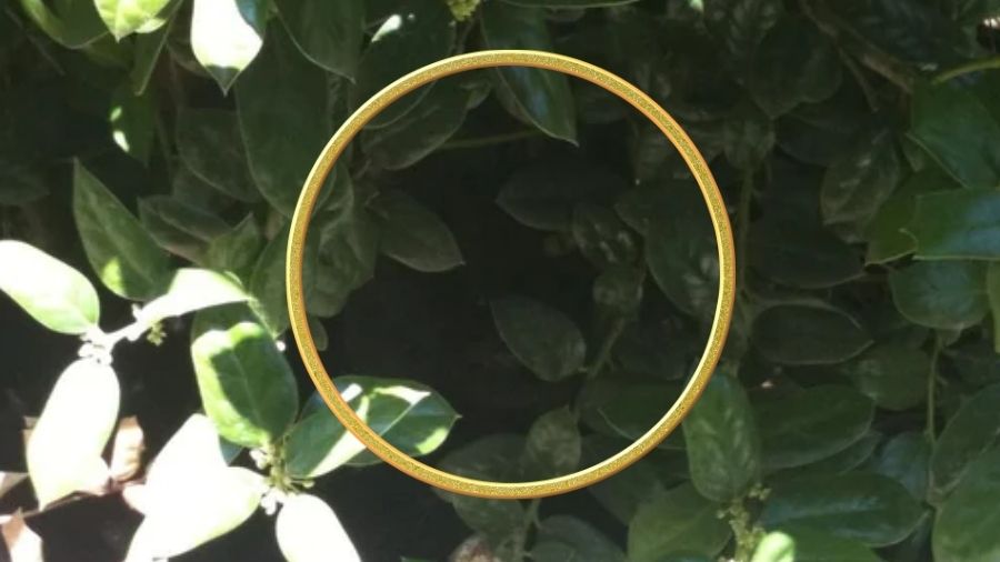 Οπτική ψευδαίσθηση, γάτα