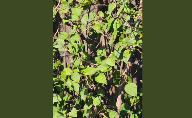 Οπτική ψευδαίσθηση, κολίμπρι