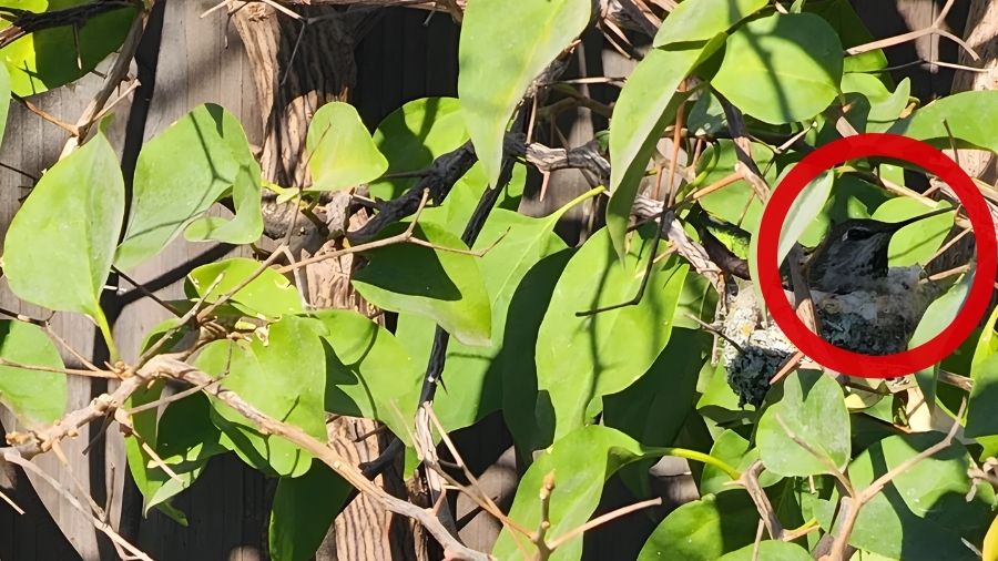 Οπτική ψευδαίσθηση, κολίμπρι 