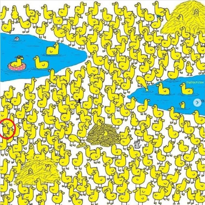 Οπτική ψευδαίσθηση, κοτοπουλάκι