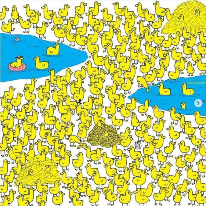 Οπτική ψευδαίσθηση, κοτοπουλάκι