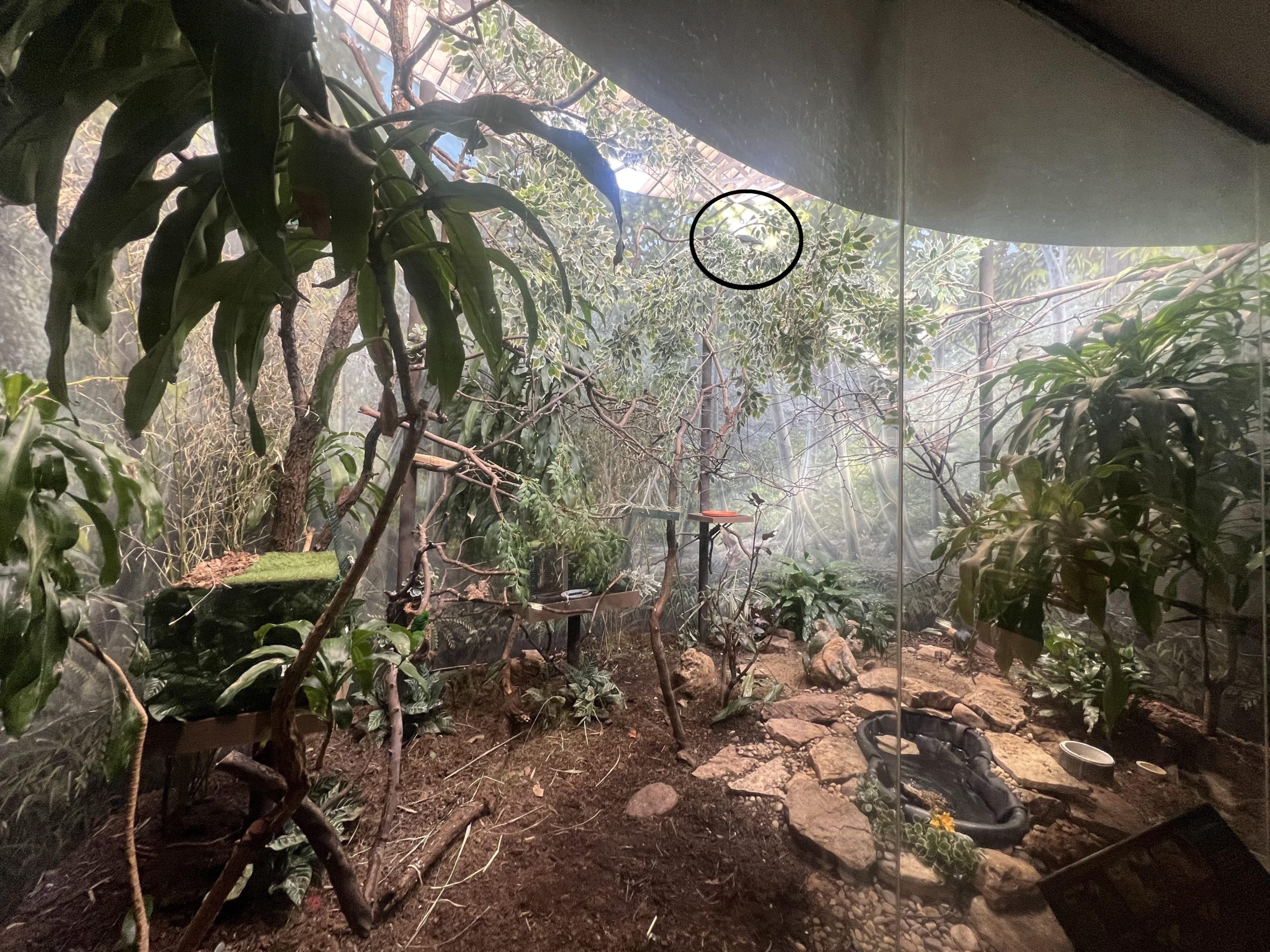 Οπτική ψευδαίσθηση, ψάρι 