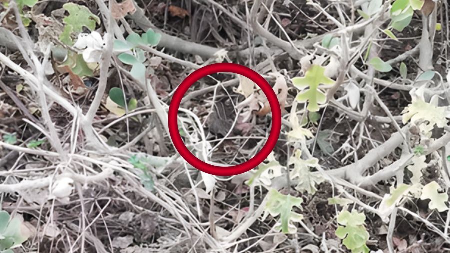 Οπτική ψευδαίσθηση, σκιουράκι