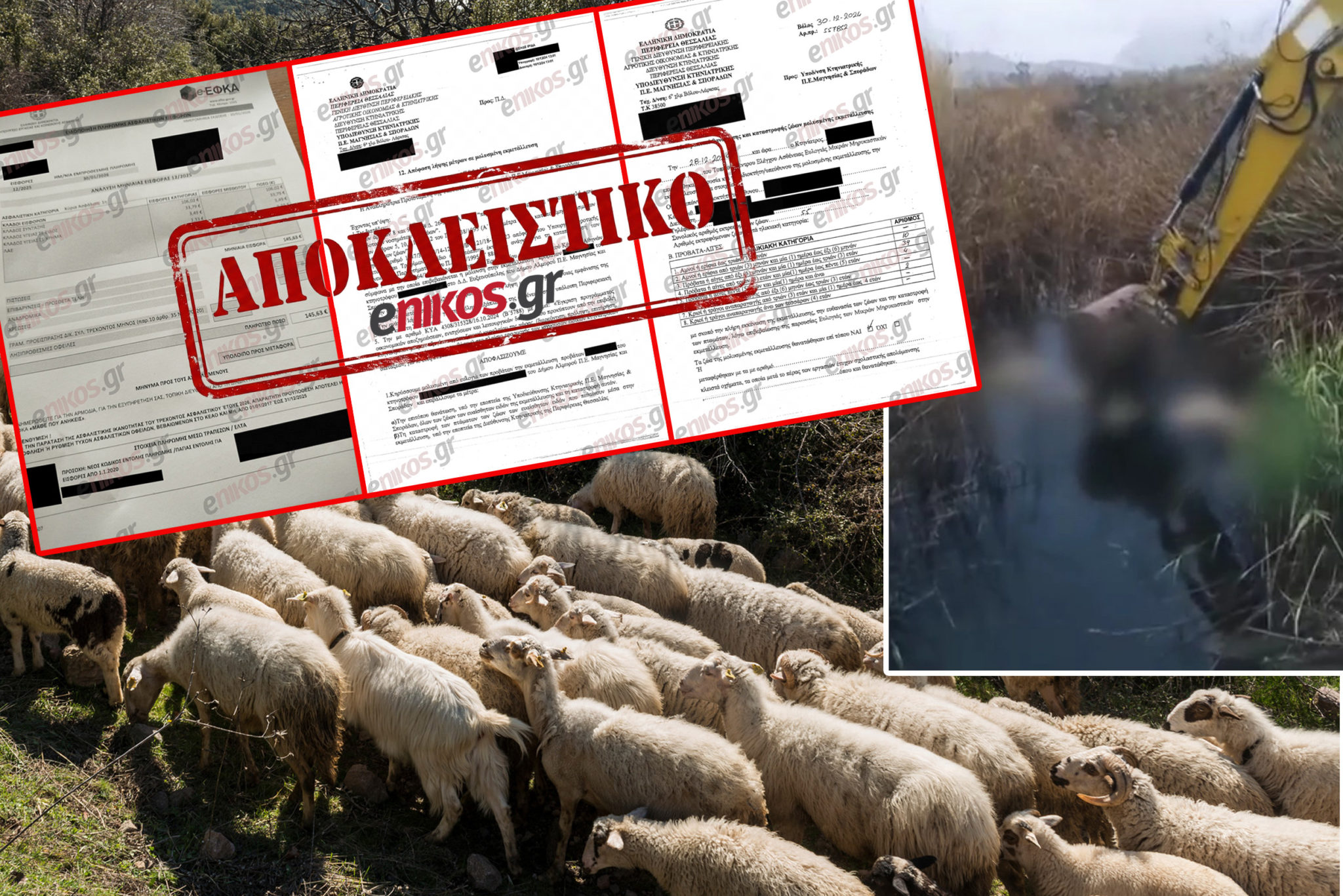 πρόβατα- ευλογιά