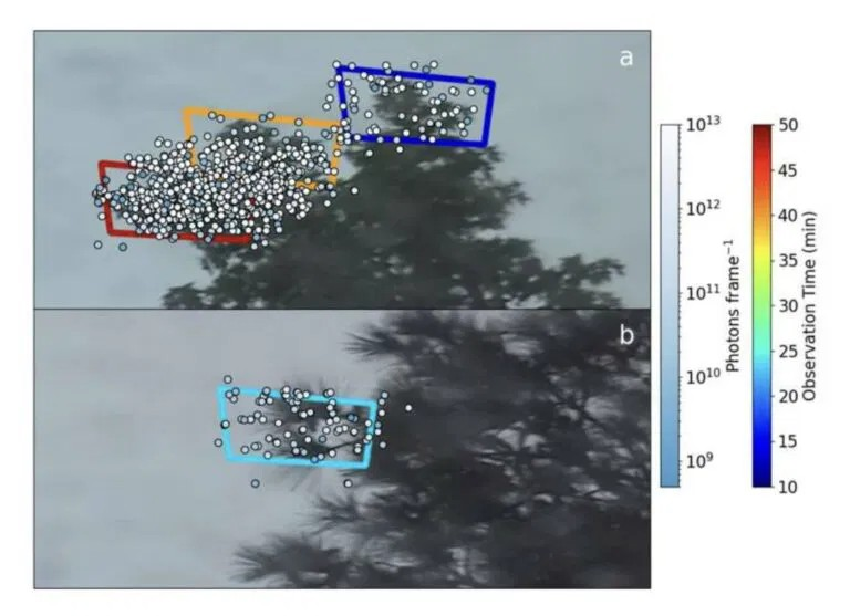 Στην παραπάνω εικόνα υποδεικνύονται οι περιοχές όπου παρατηρήθηκαν υπεριώδεις (UV) εκλάμψεις καθώς τα δέντρα λικνίζονταν κατά τη διάρκεια των ανέμων της καταιγίδας. Πηγή εικόνας: McFarland, κ.ά., Geophysical Research Letters