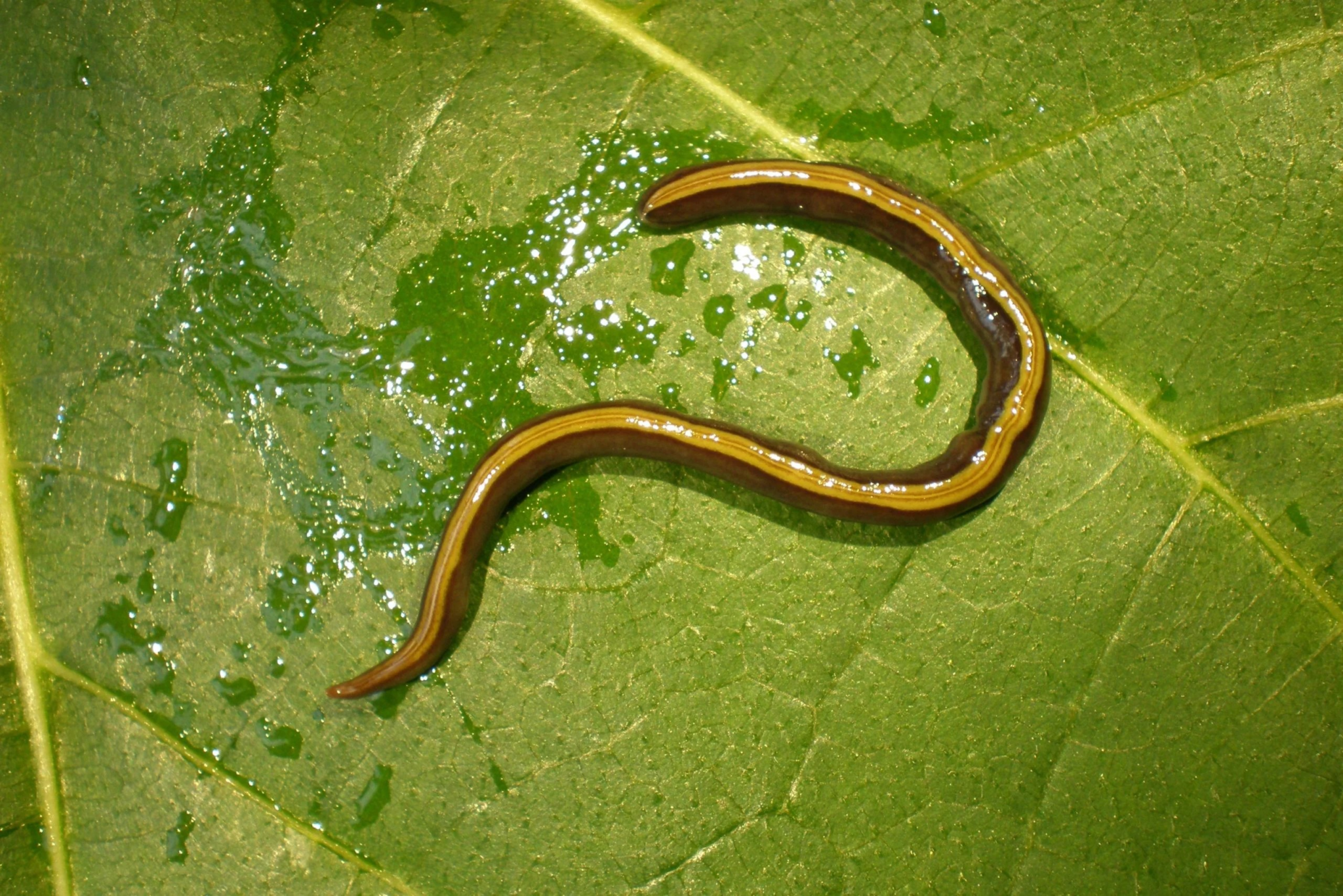 Caenoplana variegata. Πηγή: Jean-Lou Justine