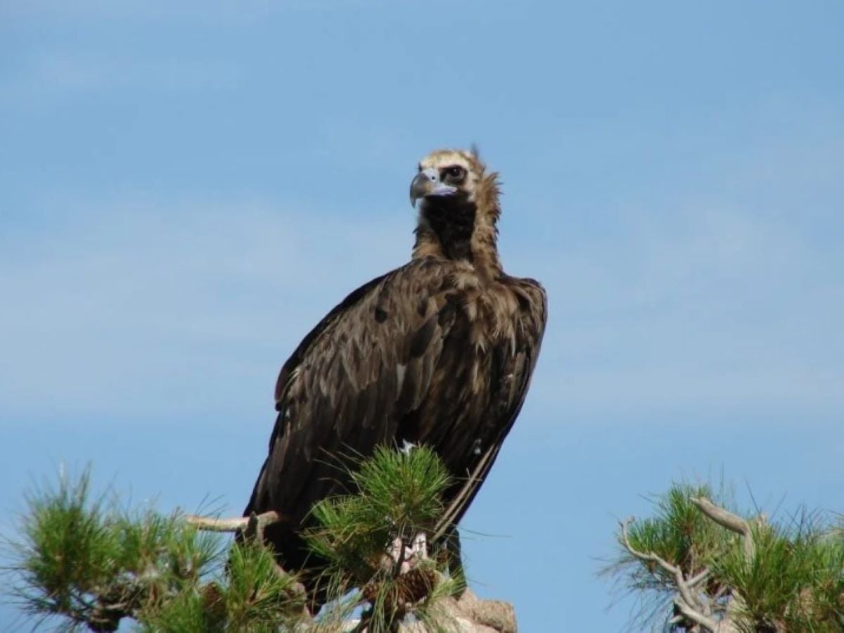 ΜΑΥΡΟΓΥΠΑΣ